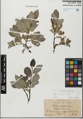 Foto von Salix glabra Scop.